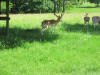 Fallow deer at Dyrham Park